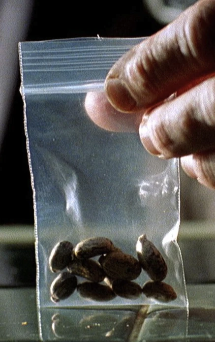 who took jesse's ricin cigarette Ricin | Breaking Bad Wiki