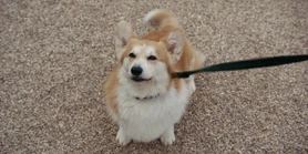 2x03Newton.jpg (418 KB) A Bee in Your Bonnet