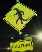 Lizard crossing