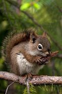 Hannah's pet squirrel named Nutmeg.