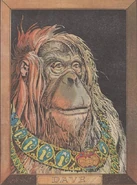 Dave the Orangutan