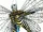 Menoptera by Charlie Adlard and Steve Whitaker.jpg
