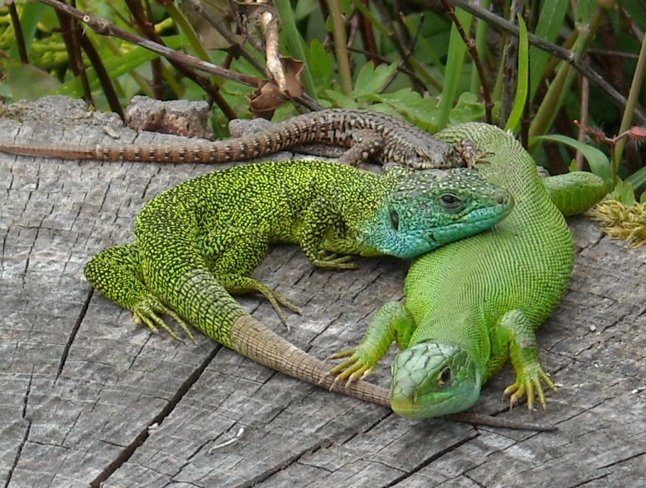 Italian wall lizard - Wikipedia