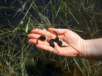 How To Catch A Tadpole, British Herping Wiki