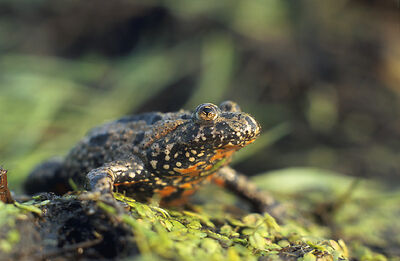 Fire bellied toad