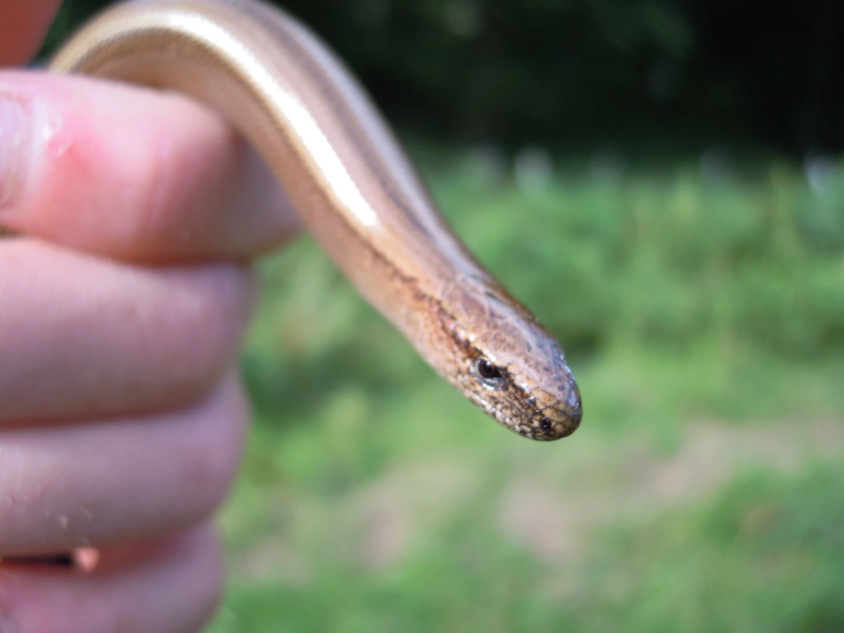 How To Catch A Slow Worm British Herping Wiki Fandom