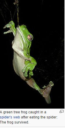 How To Catch A Tadpole, British Herping Wiki