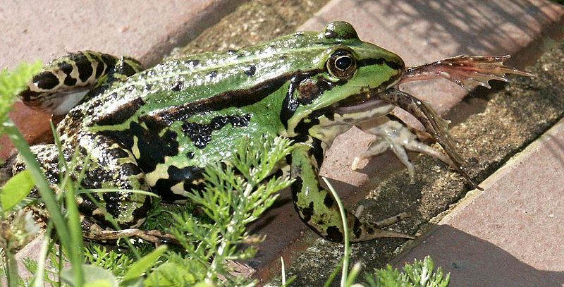 Edible Frog, British Herping Wiki
