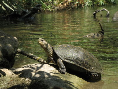 Caspian turtle (Mauremys caspica rivulata), El-Al river, Israel