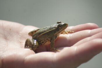 How To Catch A Frog, British Herping Wiki