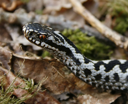 Grass snake playing dead - Reptiles and Amphibians of the UK - Forum