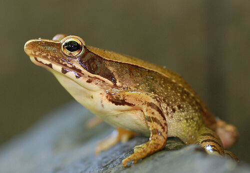 How To Catch A Frog, British Herping Wiki