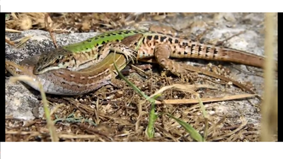 Wall Lizards Mating