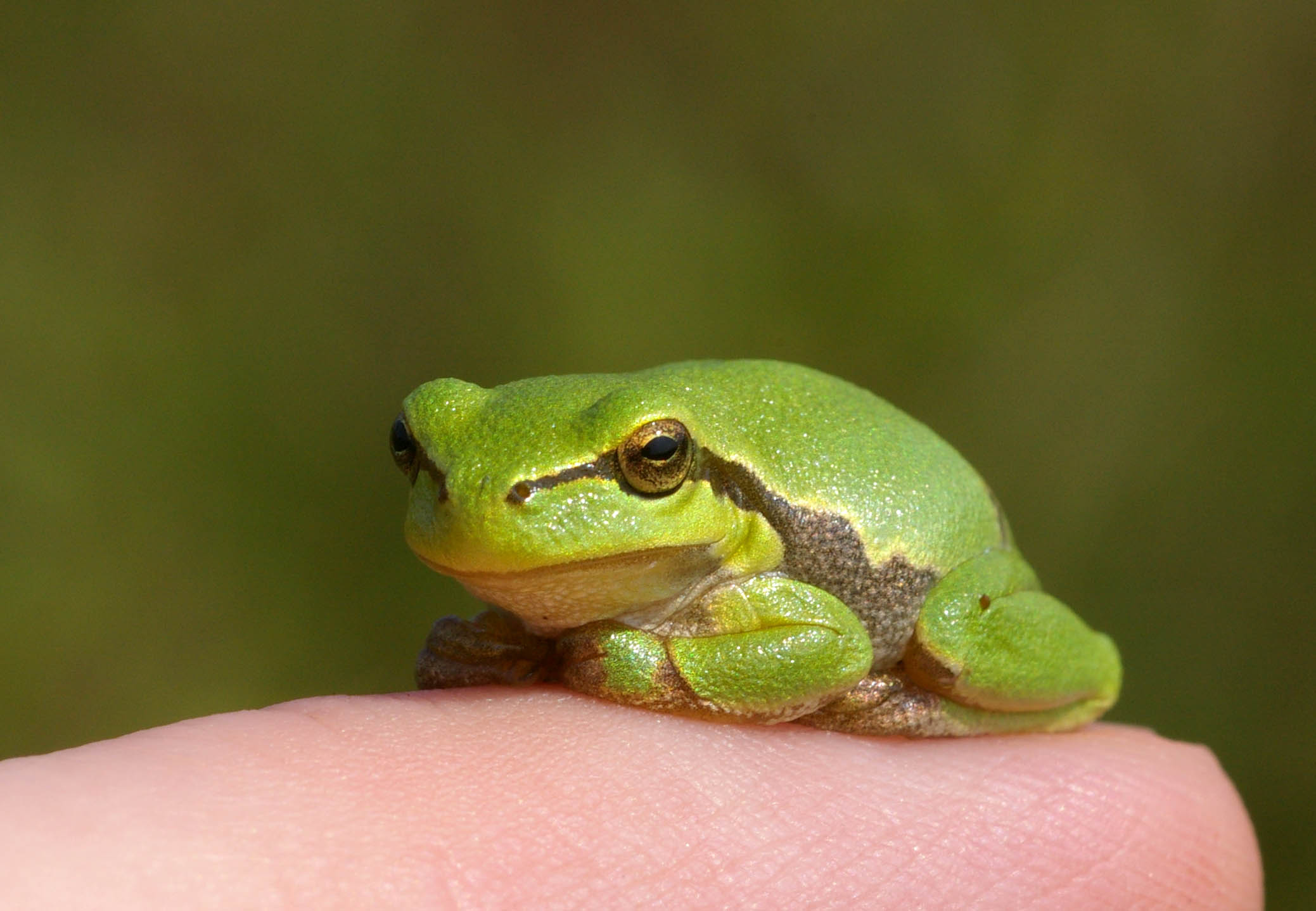 How To Catch A Tadpole, British Herping Wiki