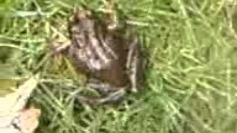How To Catch A Frog, British Herping Wiki
