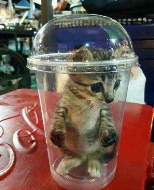 iulian-broa-wiki-fandom