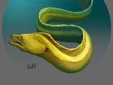 Eel