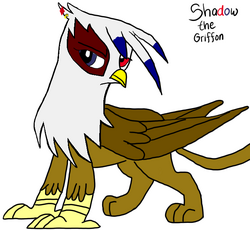 Shadow the griffon