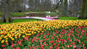 Keukenhof Flower Park