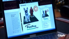 Item Puppy PeePee Pad