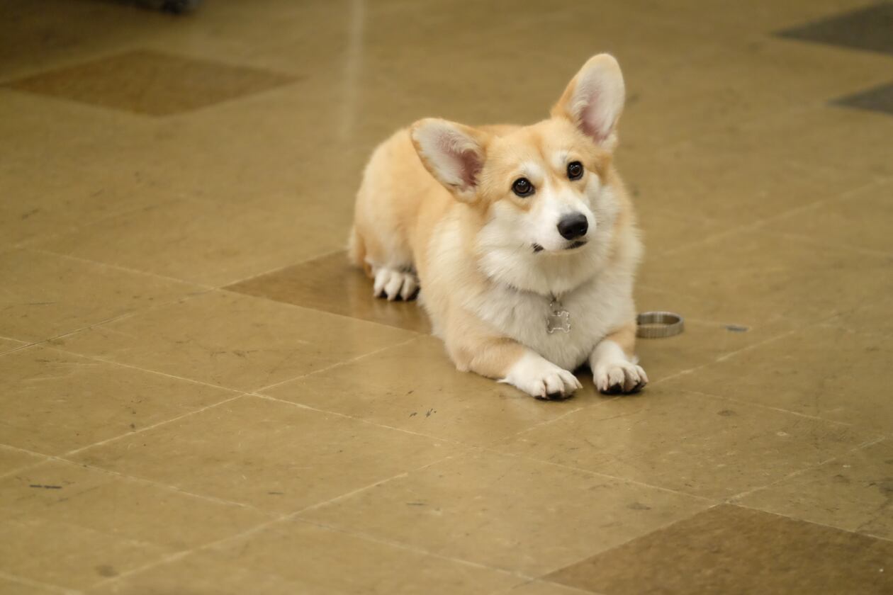 What Type of Dog is Cheddar from Brooklyn 99? Unveil the Breed!