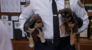 The two puppies being held by Captain Holt while he explains who they are