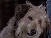 カテゴリ 架空の犬 フューチャーペディア Fandom