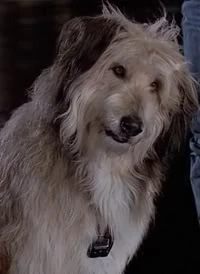 Einstein | Futurepedia | Fandom