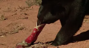 El oso olfateando las botas de Marty.