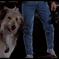 Dog Futurepedia Fandom Dog Futurepedia Fandom