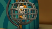 Bubble Puppy in a cage