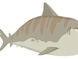 Tiger Shark