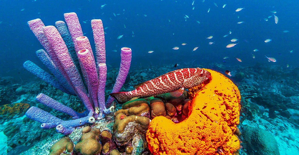 Sea sponge, BubbleStand Wiki