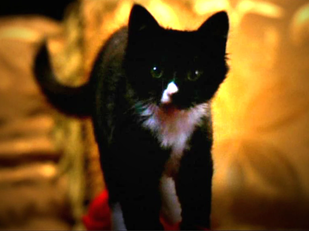 Miss Kitty Fantastico | Buffyverse Wiki | Fandom