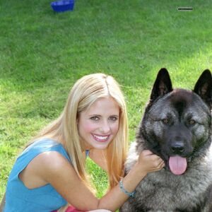 Hush Buffyverse Wiki Fandom