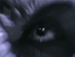 The eye of a vampire.