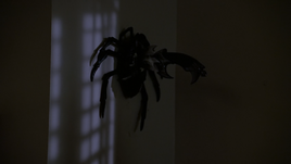 Araignée