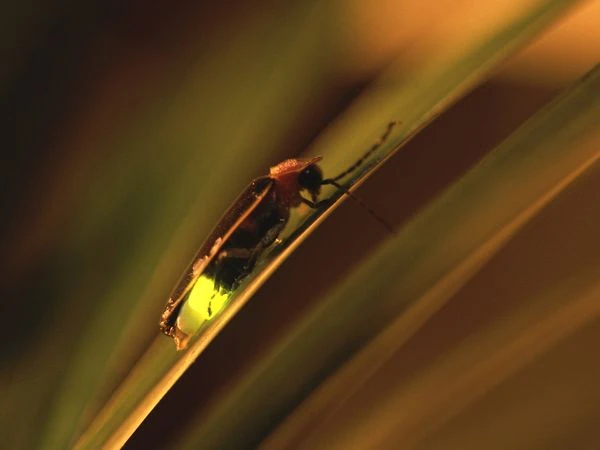 Firefly | Bug and Insect Wiki | Fandom