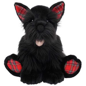 red scottish terrier