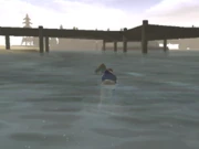 Jimmy, swimming around Old Bullworth Vale beach