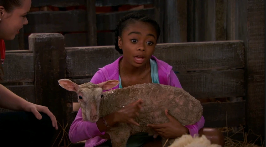 Zuri Has a Little Lamb