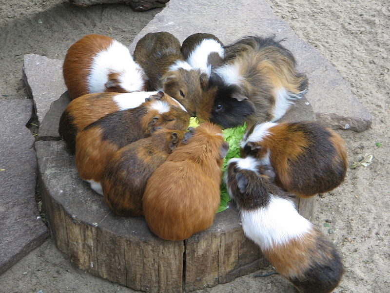 CaviasInFokkery.jpg
