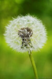 Dandelion-seed-weed-flower-1000