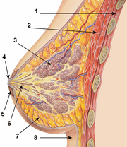 Breastanatomy