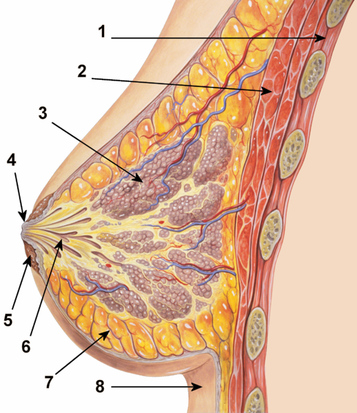 Cleavage (breasts) - Wikipedia