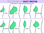 Root-width-examples