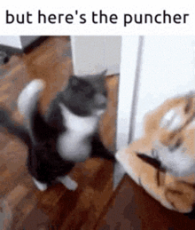 The Puncher | But Here's The Cats Wiki | Fandom