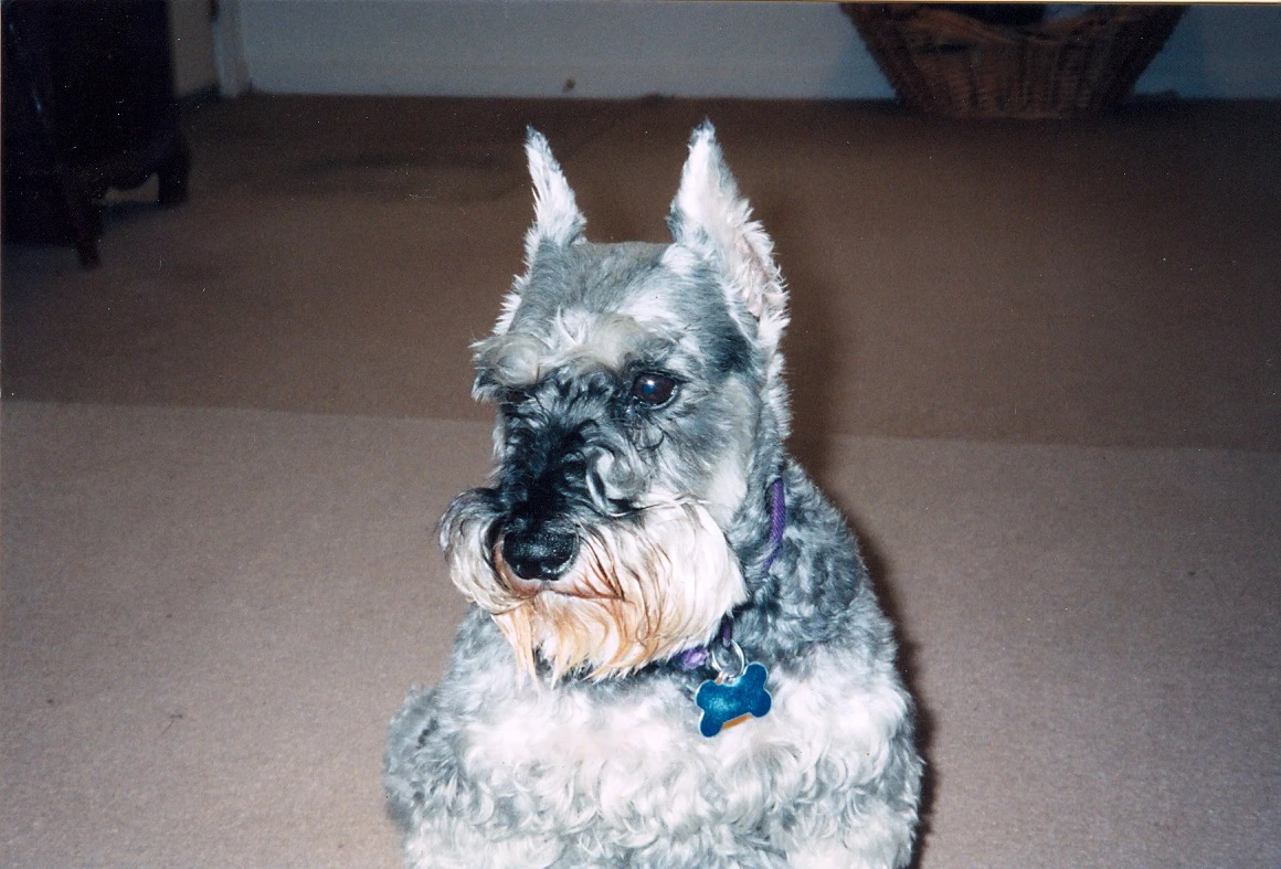 Holly Dog Butler INC. Wiki Fandom