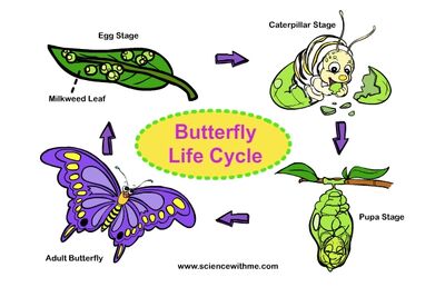 Life cycle of the Butterfly | Butterfly Wiki | Fandom