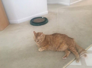 Brianna's late cat, Burrito